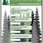 Coniferous Forests Facts Worksheets Origins Location For Kids