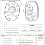 EDITABLE 5th Grade Life Science Worksheets By Teach In The Peach