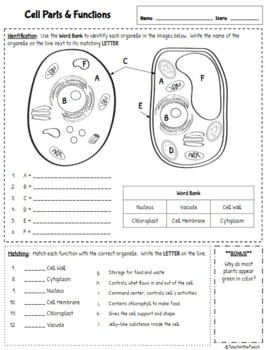  EDITABLE 5th Grade Life Science Worksheets By Teach In The Peach