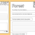 Forest Habitat Research Activity For K 2nd Grade Twinkl Worksheets