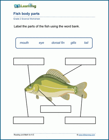 Free Printable Second Grade Science Worksheet