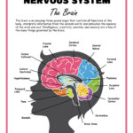 Free Science Worksheets The Nervous System Adanna Dill