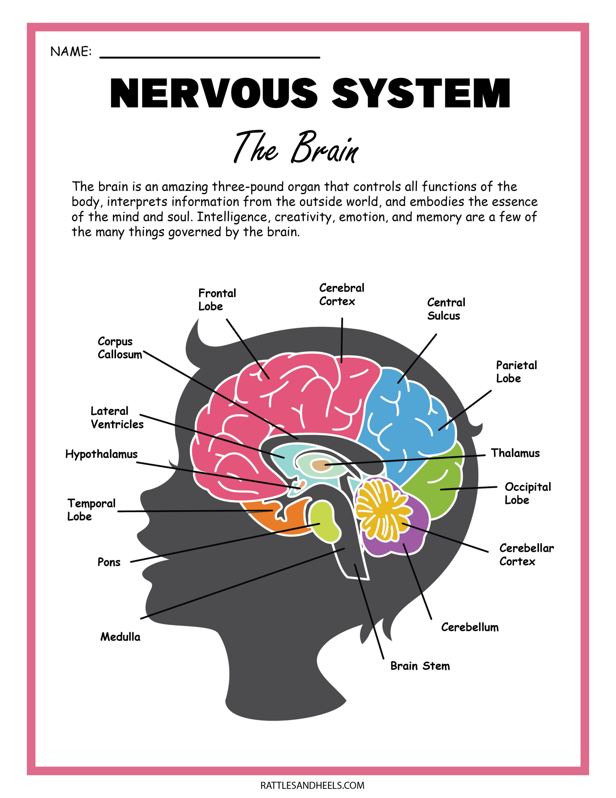 Free Science Worksheets The Nervous System Adanna Dill