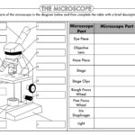 GCSE Biology Cell Biology Worksheet Pack UPDATED Teaching Resources