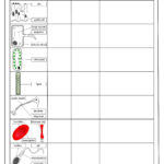 GCSE Biology Cell Biology Worksheet Pack UPDATED Teaching Resources