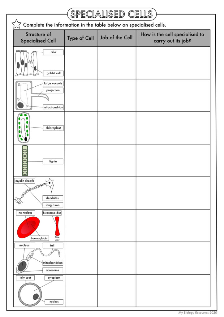 GCSE Biology Cell Biology Worksheet Pack UPDATED Teaching Resources