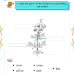 Grade 1 Science Worksheets Parts And Cycle Of Plants