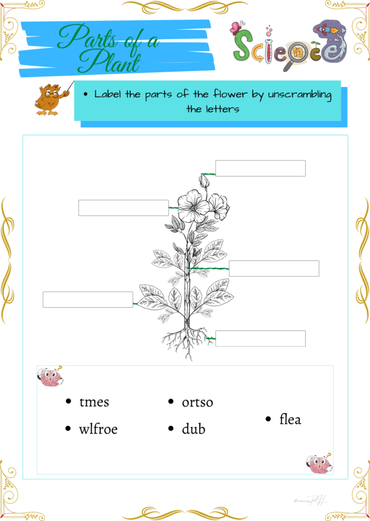 Grade 1 Science Worksheets Parts And Cycle Of Plants