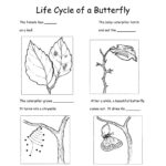 Grade 2 Science Worksheet