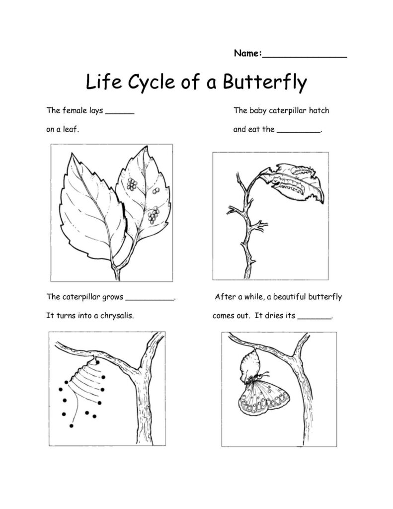 Grade 2 Science Worksheet