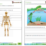 Grade 5 Natural Science Worksheets Term 4 Templates Printable Free