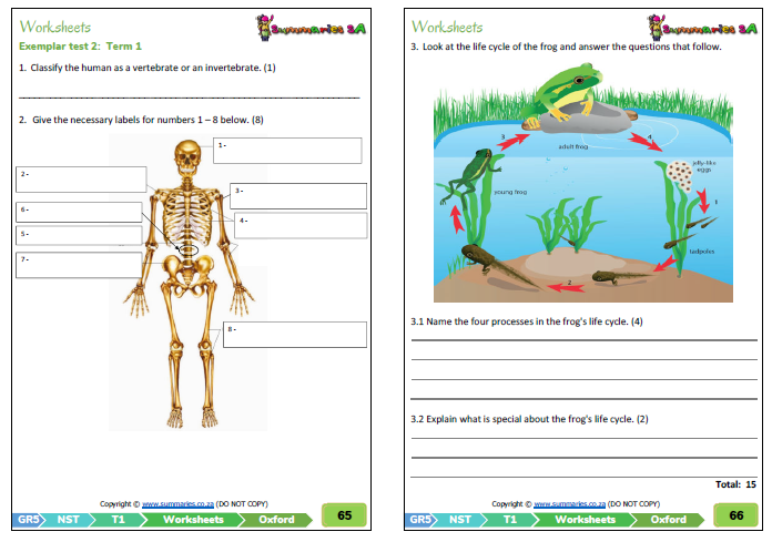 Grade 5 Natural Science Worksheets Term 4 Templates Printable Free