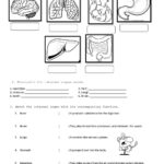 Grade 5 Science Worksheet