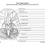 Gross Anatomy Of The Brain And Cranial Nerves Worksheet Answers