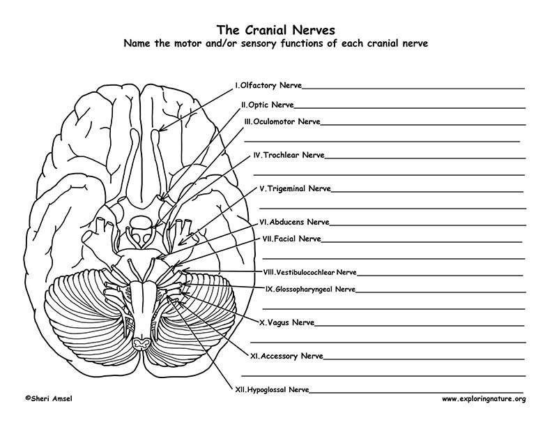 Gross Anatomy Of The Brain And Cranial Nerves Worksheet Answers 