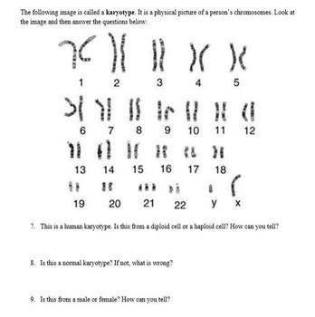 Haploid Vs Diploid Worksheet By Kate 39 s Science Shop TPT