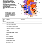 Heart And Circulatory System Worksheet