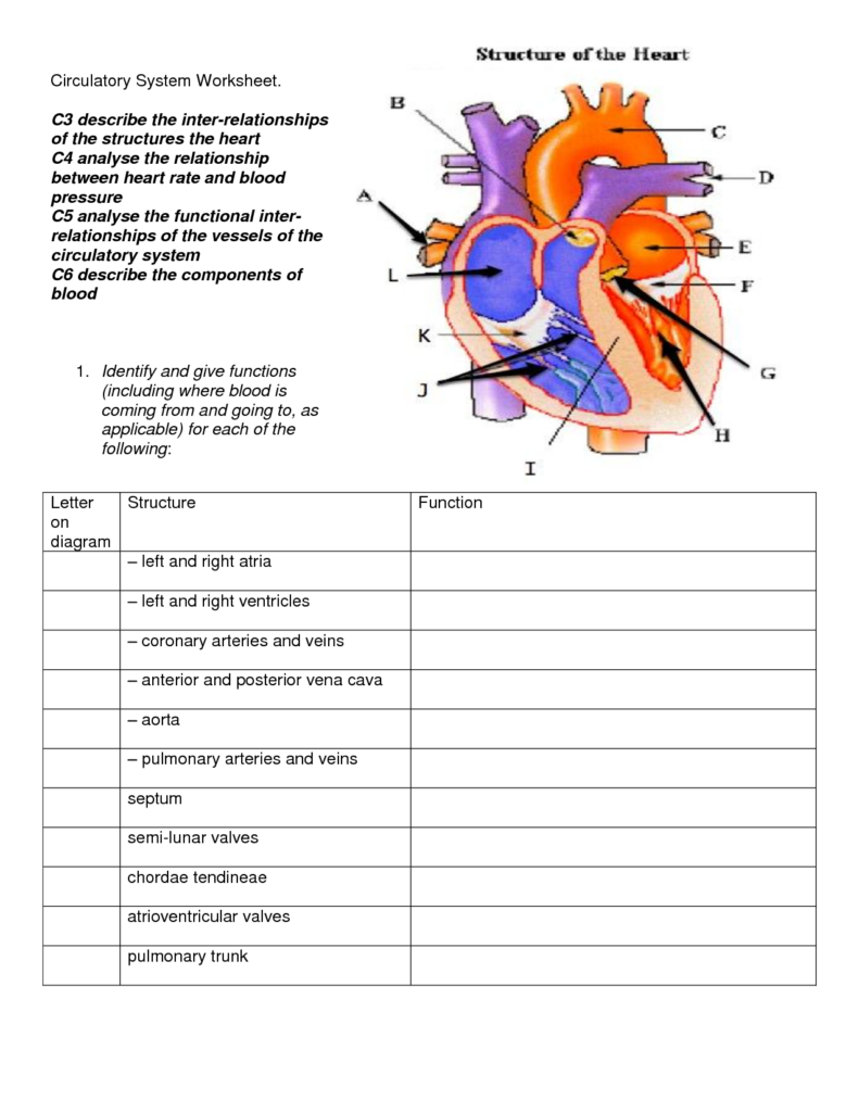 Heart And Circulatory System Worksheet