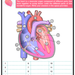 Heart Worksheets For Kids Anatomy Function Health Download PDF