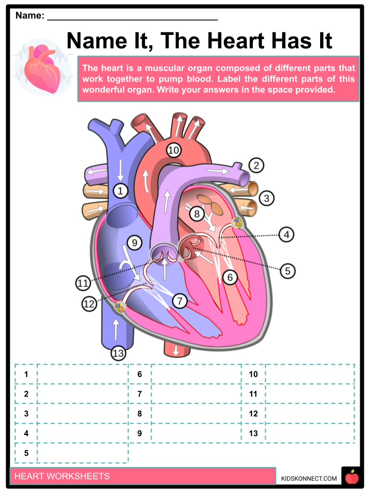 Heart Worksheets For Kids Anatomy Function Health Download PDF