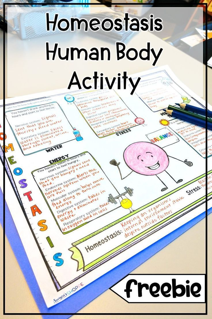 Homeostasis Worksheet Answer Key Studying Worksheets