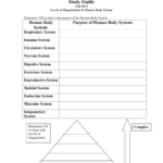 Level Of Organization Worksheet Onlineworksheet my id