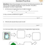 Levels Of Organization Worksheet 7th Grade