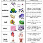 Levels Of Organization Worksheet 7th Grade