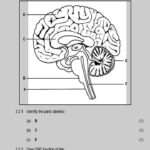 Life Sciences Grade 12 Worksheets Scienceworksheets