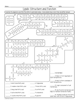 Lipids Worksheet Answers Pdf Zity Biz