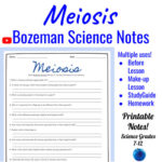 Meiosis Comprehensive Worksheet Bozeman Science TPT