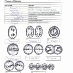 Meiosis Worksheet Answer Key