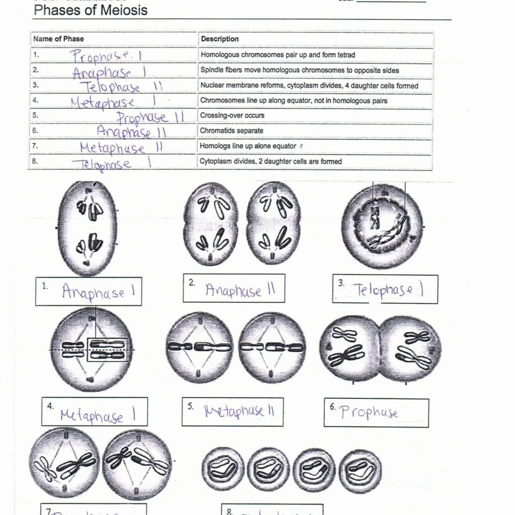 Meiosis Worksheet Answer Key