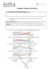 Monomer Polymer Worksheet Answer Key