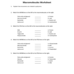 Monomers And Polymers Worksheet Option 1 Answer Key