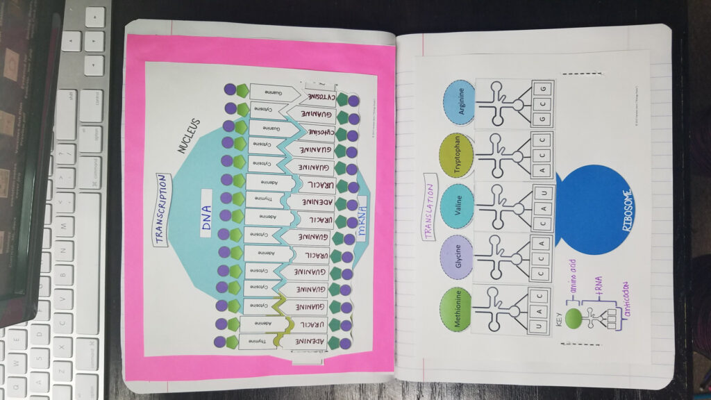 Natural Selection Science And Reading Skills Worksheet Answers Biology 