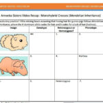 Nature Of Science Amoeba Sisters Worksheet