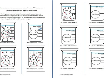 Osmosis And Diffusion Worksheet By Sidol 39 s Science Store TPT