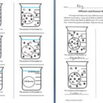 Osmosis And Diffusion Worksheet By Sidol 39 s Science Store TPT