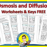 Osmosis And Diffusion Worksheet By Sidol 39 s Science Store TPT