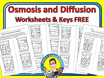 Osmosis And Diffusion Worksheet By Sidol 39 s Science Store TPT