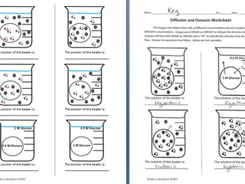 Osmosis And Diffusion Worksheet By Sidol 39 s Science Store TPT