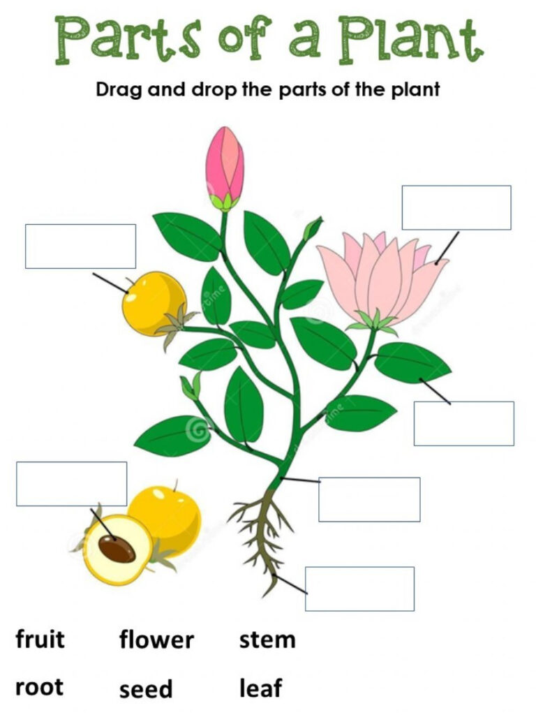 Parts Of Plants Worksheet For Class 1