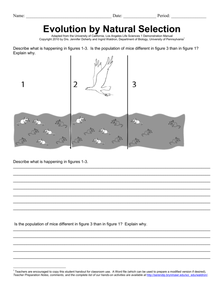 Patterns Of Natural Selection Worksheet