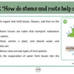 PDF 5th Gr Life Science Chapter 4 Plants Scott Foresman TpT