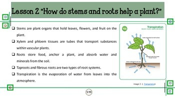 PDF 5th Gr Life Science Chapter 4 Plants Scott Foresman TpT