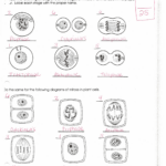 Phases Of Meiosis Worksheet Answer Key Bioexcel 190 Mitosis Meiosis