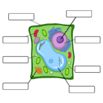 Plant And Animal Cell Worksheets 7th Grade Cells Worksheet Plant And