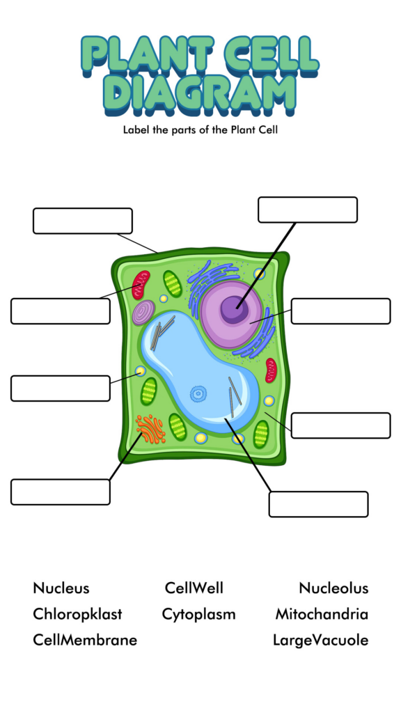 Plant And Animal Cell Worksheets 7th Grade Cells Worksheet Plant And 