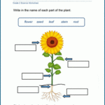 Plant Worksheets For Grade 2 Students K5 Learning